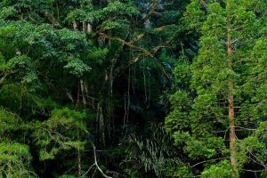 Kaliurang Tropical Rain forest
